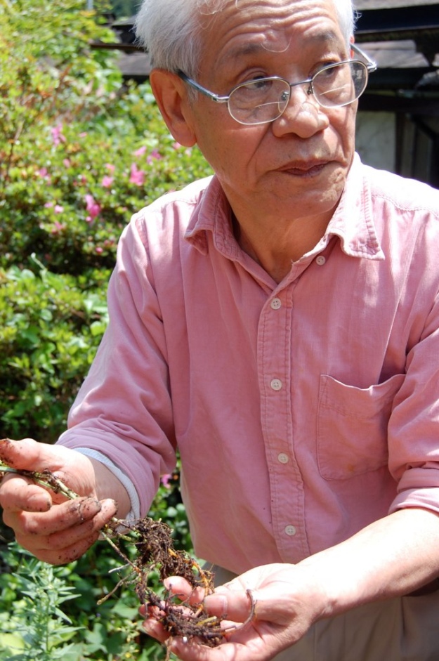 Natural Dyeing Master Youjiro Takezawa shows us his madder root from the garden (Mr.Takezawa passed away 2 years ago. His wife succeeded his studio)4-388 Umedamachi Kiryu city, Gunma japan japan,silk