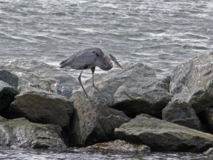 Immature Great Blue Heron looking for dinner ©2010 Peg Mathes Yates