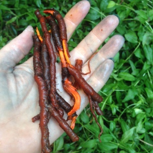 freshly dug madder root- two years to get here!
