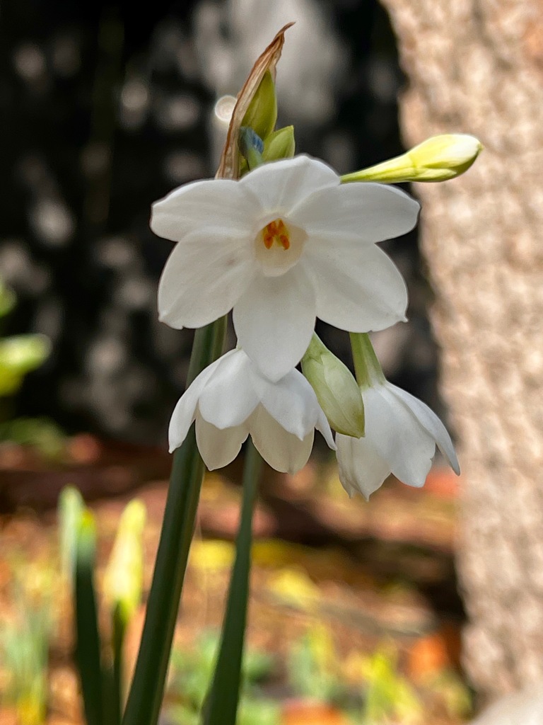 narcissus popping
